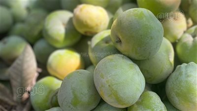 فاكهة السابوتا.. الجوهرة النادرة في المنيا.. يصل سعرها لـ 400 جنيه.. موطنها الأصلي المكسيك.. تعالج أمراض القلب والجهاز الهضمي (صور)