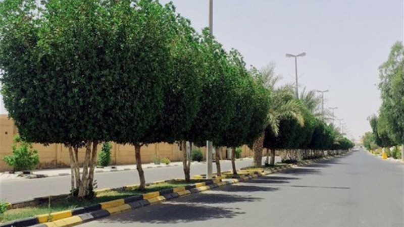 تفسير رؤية الأشجار