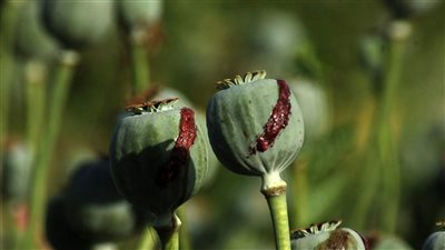  محاذير استخدام الأفيون رغم فوائده الطبية