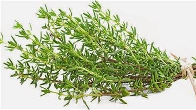 فوائد الزعتر، يهدئ المعدة ويحسن المزاج ويعزز صحة القلب والمناعة 