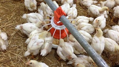 الزراعة تصدر 1377 ترخيصًا لأنشطة ومشروعات الثروة الحيوانية والداجنة والعلفية خلال أغسطس