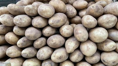 كيف تضمن شركات الشيبسي ربح المزارعين؟ خبير يوضح آلية العقود الموسمية