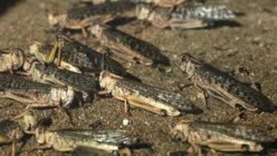 تفسير حلم الجراد في المنام وعلاقته بارتكاب المعاصى والذنوب 