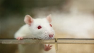 تصميم أول نموذج لفأر مزود بجهاز مناعة بشري يشبه الإنسان