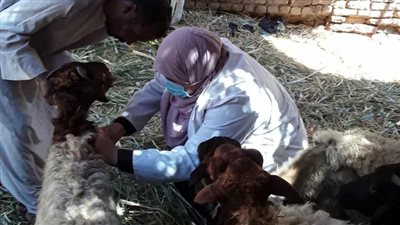 انطلاق الحملة القومية لتحصين الماشية والأغنام ضد مرض الجلد العقدي والجدري بالجيزة غدا