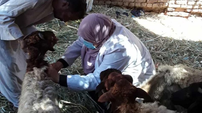 تطعيم الماشية