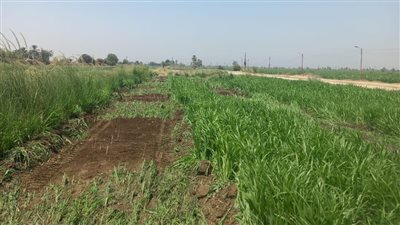 إزالة 4 حالات تعد على أملاك الدولة بمدينة الزينية في الأقصر