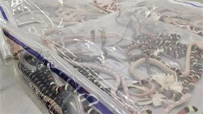 اعتقال رجل حاول تهريب 100 أفعى في سرواله