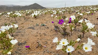 الصحراء الأكثر جفافا على وجه الأرض تزهر فجأة في حدث نادر للغاية، ما القصة؟