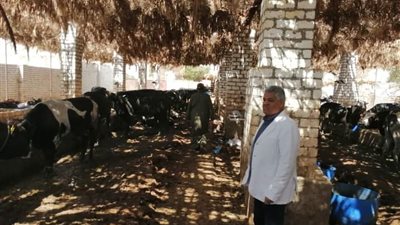 السبت، انطلاق الحملة القومية لتحصين الثروة الحيوانية بالوادي الجديد 