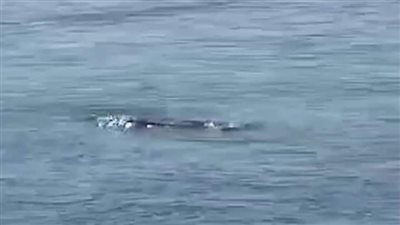 مفاجأة غير متوقعة في واقعة ظهور تمساح بنهر النيل بالأقصر 