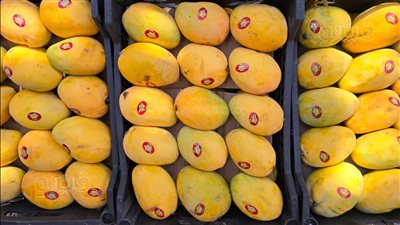  أخبار الاقتصاد اليوم: ارتفاع أسعار لحوم البتلو بالأسواق.. سعر 18 نوعًا من المانجو.. وانخفاض أسعار الكتاكيت