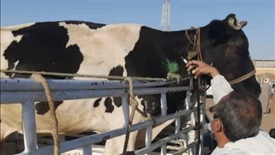 انطلاق الحملة القومية الثانية للتحصين ضد الحمى القلاعية والوادى المتصدع بالأقصر