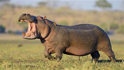 دراسة بريطانية: أفراس النهر يمكنها الطيران (فيديو)