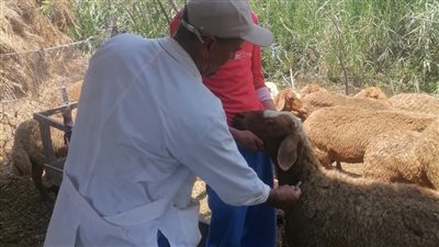 تحصين 28 ألفا و615 رأس ماشية ضد الحمى القلاعية والوادي المتصدع بالبحيرة 