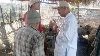 تحصين 28615 رأس ماشية ضد الحمى القلاعية والوادي المتصدع بالبحيرة