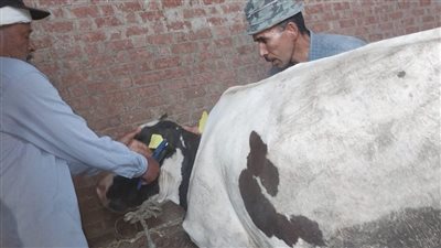 علاج أكثر من 28 ألف رأس ماشية بالبحيرة 