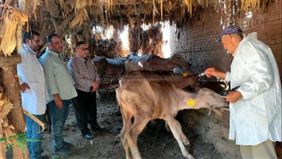 تحصين 16 ألفا و848 رأس ماشية ضد الحمى القلاعية والوادى المتصدع بالدقهلية 