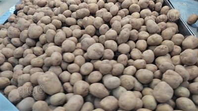 الزراعة تكشف حقيقة المادة المسرطنة لحفظ البطاطس في الثلاجات