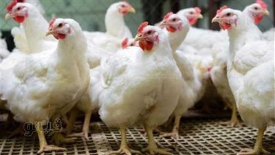 تراجع كبير في سعر الدواجن.. تجار: الفراخ انخفضت بنحو 23 جنيهًا.. وهذه أسعار البط والأوز والديك الرومي