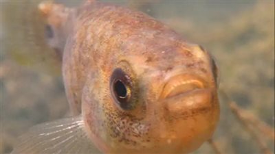 العثور على سمكة نادرة في الجزائر 