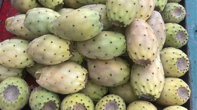 الواحدة بخمسة جنيه، تعرف على أسعار التين الشوكي بالأسواق