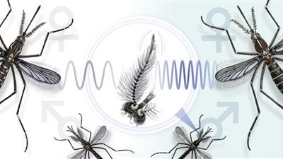 لديه حاسة سمع حادة، دراسة تكشف مفاجأة عن البعوض