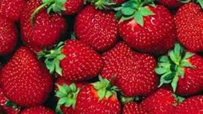  صادرات الفراولة