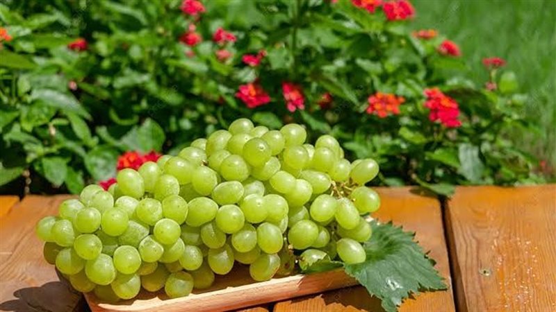 فوائد العنب