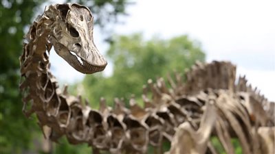 اكتشاف متحجرة ديناصور عمرها 200 مليون عام في البرازيل