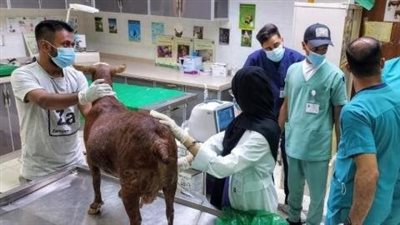 شروط مزاولة مهنة طبيب بيطري في مصر