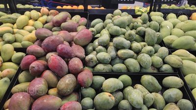 البلدي بـ 14 والعويسي تبدأ من 20 جنيها، أسعار 17 نوعا من المانجو بالأسواق