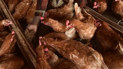 الطاعون يضرب الدواجن البرازيلية والسعودية تحذر استيرادها، ما هو داء نيوكاسل وهل ينتقل للبشر؟
