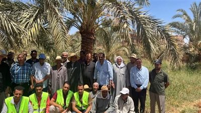 تستهدف 400 ألف نخلة، بدء المرحلة الثانية لمبادرة 