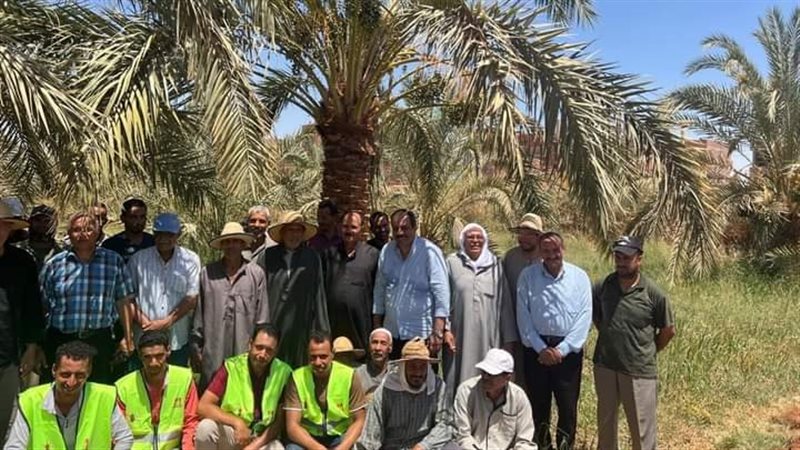 مكافحة سوسة النخيل،