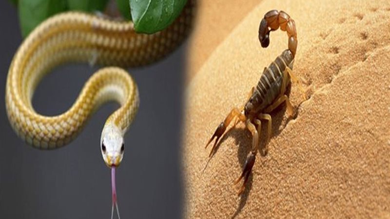 لدغ العقارب، ڤيتو