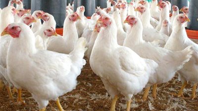 أسعار الدواجن تتراجع 6 جنيهات اليوم الإثنين 