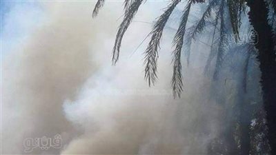 تفحم فدان زراعي بواحة الفرافرة في الوادي الجديد 