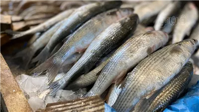 بعد قرار مد فترة صلاحية الكبدة والأسماك المجمدة، شعبة الأسماك: حجم الإنتاج يقدر بنحو 2.3 مليون طن، مطالبات بتوسيع قاعدة معامل التحاليل المعتمدة لدى هيئة سلامة الغذاء