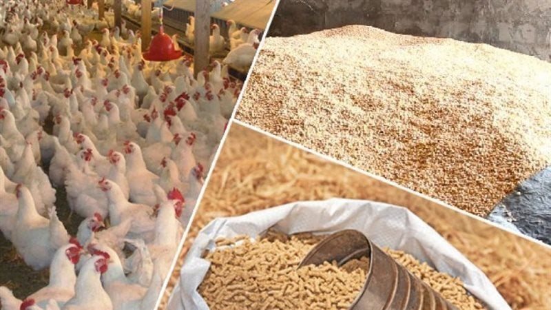 أسعار الأعلاف والحبوب