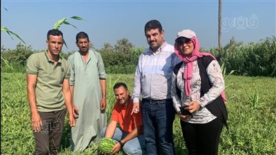 موسم حصاد لب الكوتش، أفضل طرق زيادة إنتاج السوبر العادة والتصدي لإصابة المحصول (فيديو)