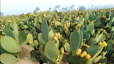 زراعة الأقصر: تشجيع زراعة التين الشوكي يضيف لمصر تصنيفا دوليا جديدا في التصدير 