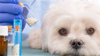 كيف يحدد القانون جرائم تسميم الحيوانات وقتلها؟ 