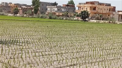 الزراعة ت​نظم 38 يوما حقليا لمحصول الأرز و64 للذرة خلال يوليو 
