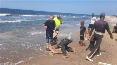 محمية اشتوم الجميل تنقذ 6 سلاحف بحرية مهددة بالانقراض (صور)