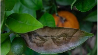 استخدمت النباتات الحية وأوراق الأشجار، فنانة إسبانية تبدع في أعمالها الفنية 