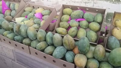 تاجر مانجو بالأقصر: الأسعار في المتناول لزيادة المعروض وتوقعات غير مبشرة للموسم المقبل (صور)