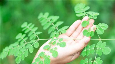 فوائد المورينجا، تحمي من أمراض القلب وتقوي العظام والمناعة