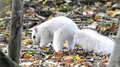 رصد سنجاب أبيض نادر في هذه الدولة
