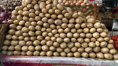 توقعات بمواصلة ارتفاع أسعار البطاطس في السوق.. الغرف التجارية تطالب بسرعة حل الأزمة.. ونقيب الفلاحين يحدد موعد انخفاض سعرها